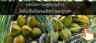 เทคนิคการปลูกมะพร้าว ให้ต้นเตี้ยได้ผลผลิตเร็วและลูกดก